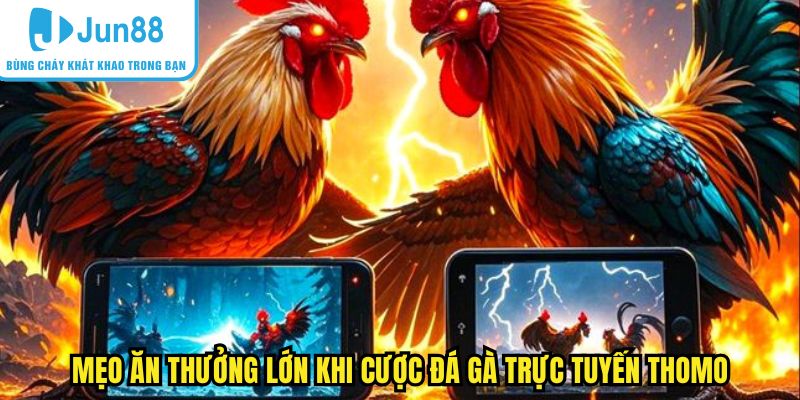 Mẹo ăn thưởng lớn khi cược đá gà trực tuyến Thomo